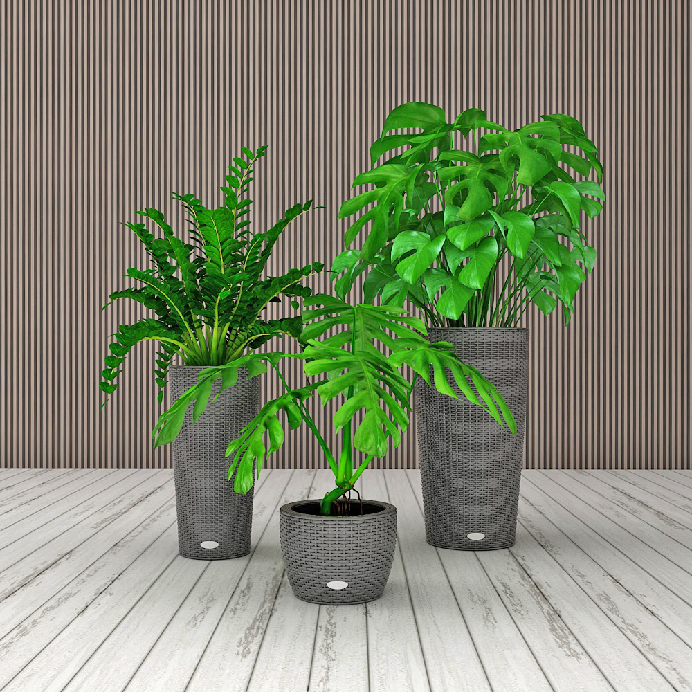 现代龟背竹盆栽组合模型